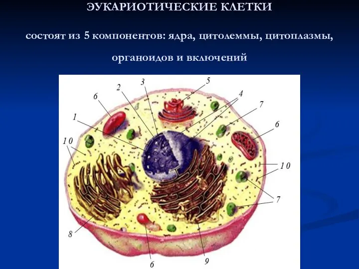 ЭУКАРИОТИЧЕСКИЕ КЛЕТКИ состоят из 5 компонентов: ядра, цитолеммы, цитоплазмы, органоидов и включений