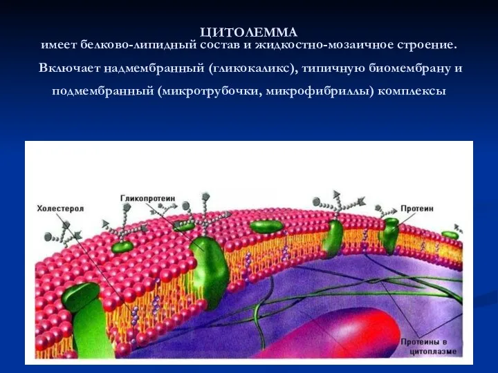 ЦИТОЛЕММА имеет белково-липидный состав и жидкостно-мозаичное строение. Включает надмембранный (гликокаликс), типичную