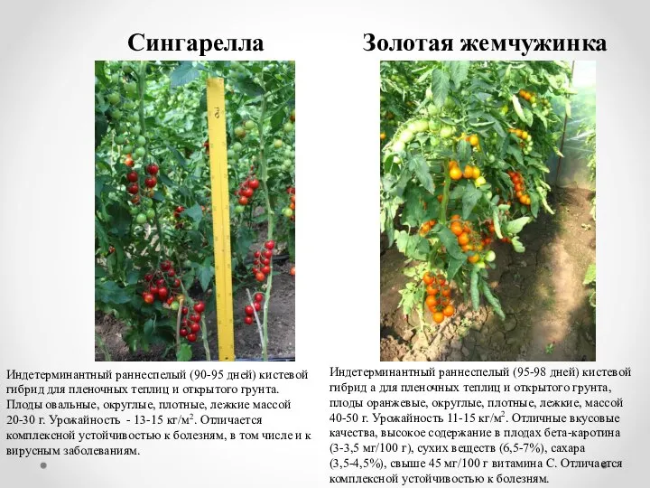 Сингарелла Золотая жемчужинка Индетерминантный раннеспелый (95-98 дней) кистевой гибрид а для