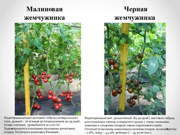 Малиновая жемчужинка Черная жемчужинка Индетерминантный, раннеспелый (85-90 дней), кистевой гибрид для