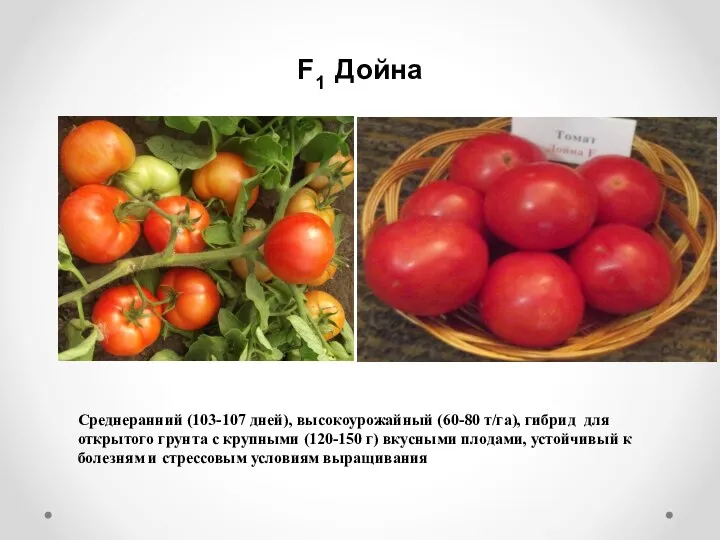 Среднеранний (103-107 дней), высокоурожайный (60-80 т/га), гибрид для открытого грунта с