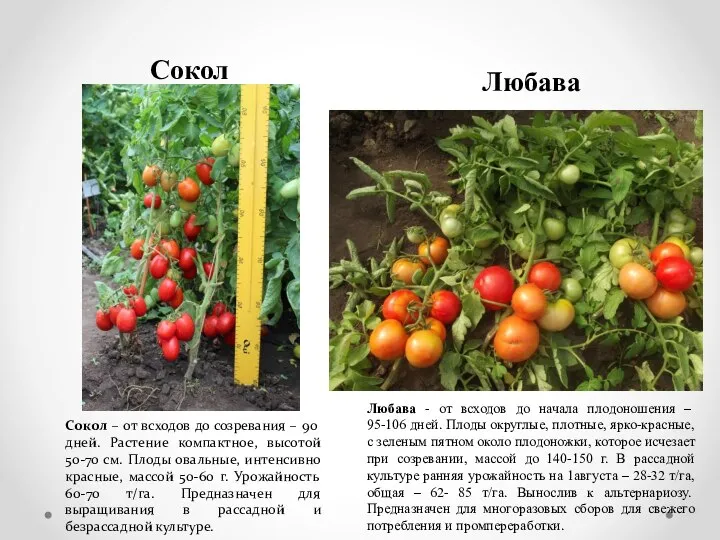 Сокол – от всходов до созревания – 90 дней. Растение компактное,