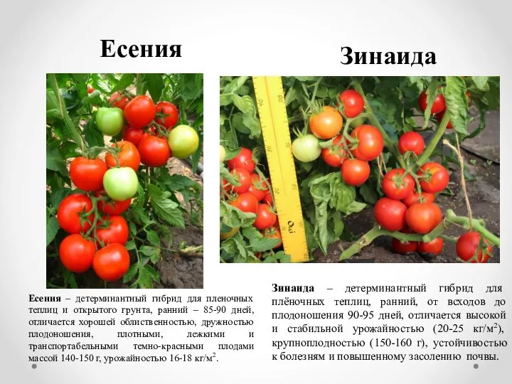 Есения Есения – детерминантный гибрид для пленочных теплиц и открытого грунта,