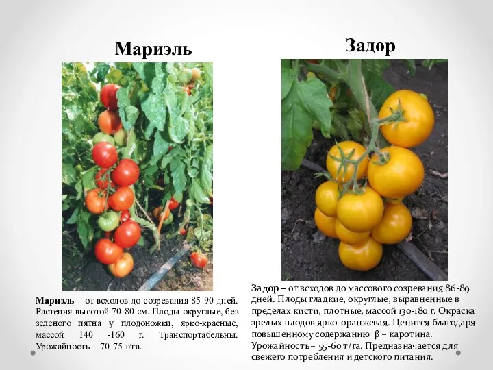 Мариэль – от всходов до созревания 85-90 дней. Растения высотой 70-80