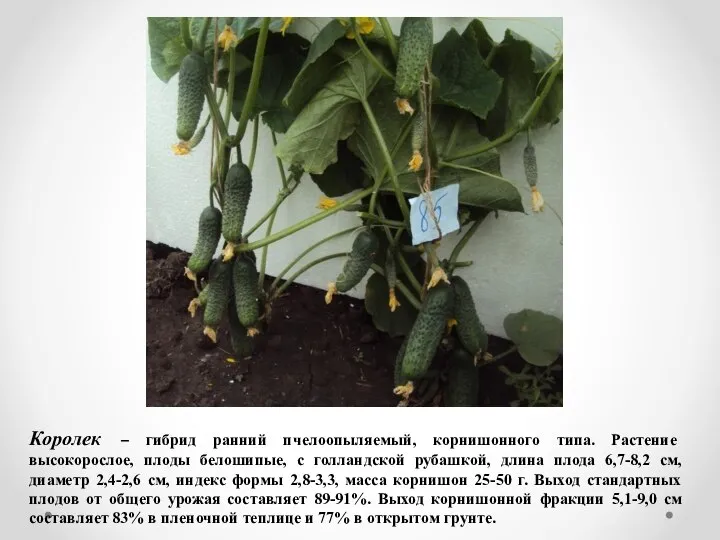 Королек – гибрид ранний пчелоопыляемый, корнишонного типа. Растение высокорослое, плоды белошипые,