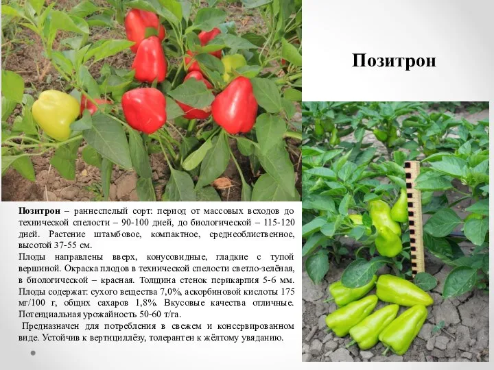 Позитрон Позитрон – раннеспелый сорт: период от массовых всходов до технической