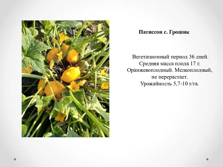 Вегетационный период 36 дней. Средняя масса плода 17 г. Оранжевоплодный. Мелкоплодный,