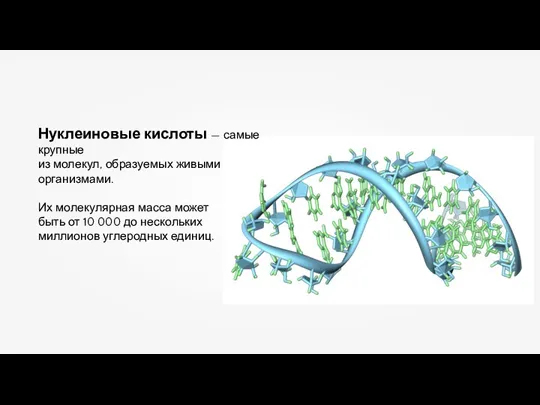 Нуклеиновые кислоты — самые крупные из молекул, образуемых живыми организмами. Их