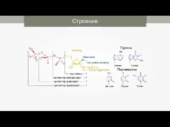 Строение нуклеотидов