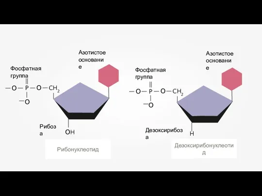 Рибонуклеотид Дезоксирибонуклеотид H ОH CH2 О О P О CH2 О