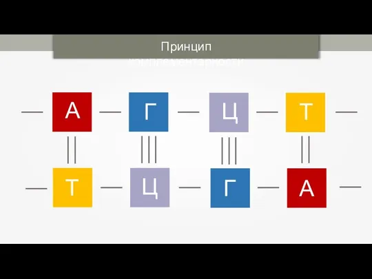 Принцип комплементарности А А Г Ц Г Ц Т Т