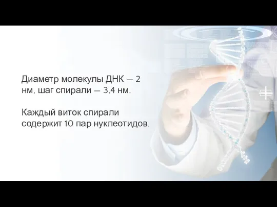 Диаметр молекулы ДНК — 2 нм, шаг спирали — 3,4 нм.