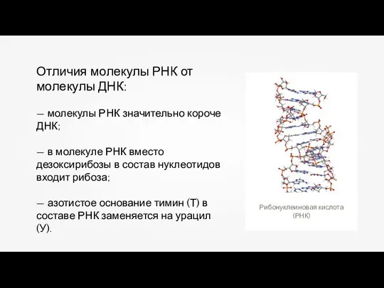 Отличия молекулы РНК от молекулы ДНК: — молекулы РНК значительно короче