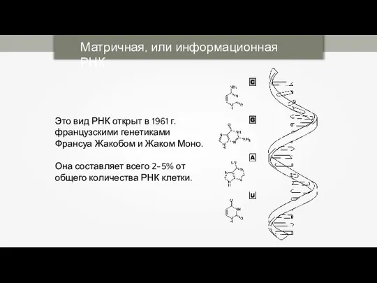 Матричная, или информационная РНК Это вид РНК открыт в 1961 г.