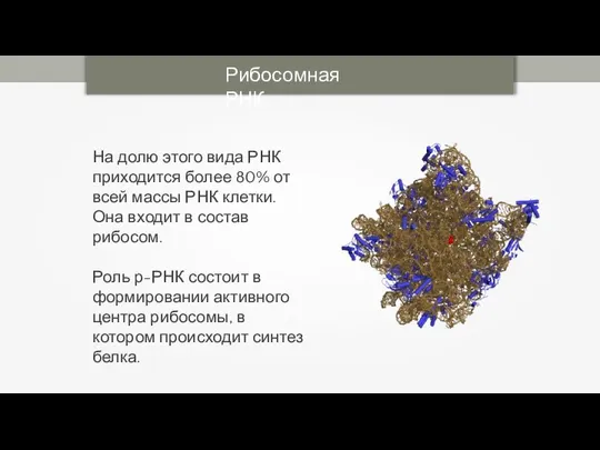 Рибосомная РНК На долю этого вида РНК приходится более 80% от