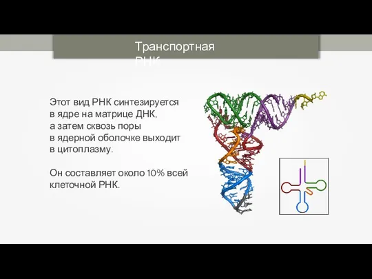 Транспортная РНК Этот вид РНК синтезируется в ядре на матрице ДНК,
