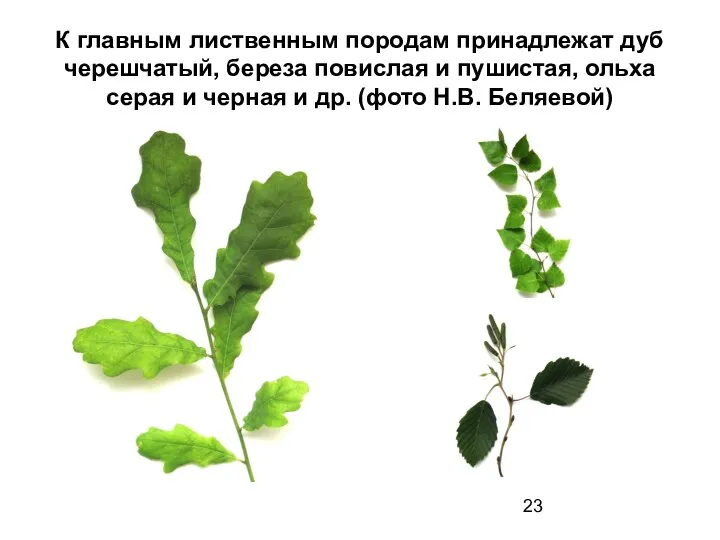 К главным лиственным породам принадлежат дуб черешчатый, береза повислая и пушистая,