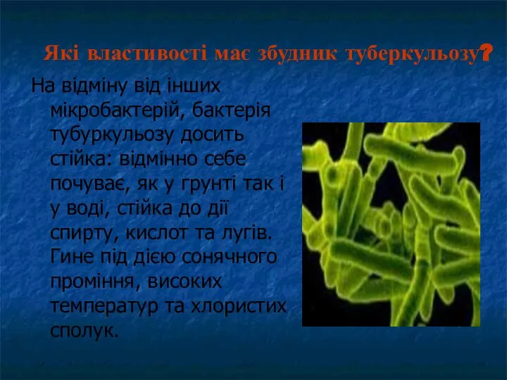 На відміну від інших мікробактерій, бактерія тубуркульозу досить стійка: відмінно себе