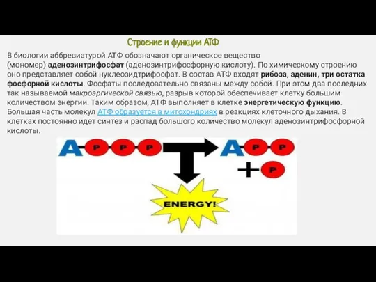 Строение и функции АТФ В биологии аббревиатурой АТФ обозначают органическое вещество