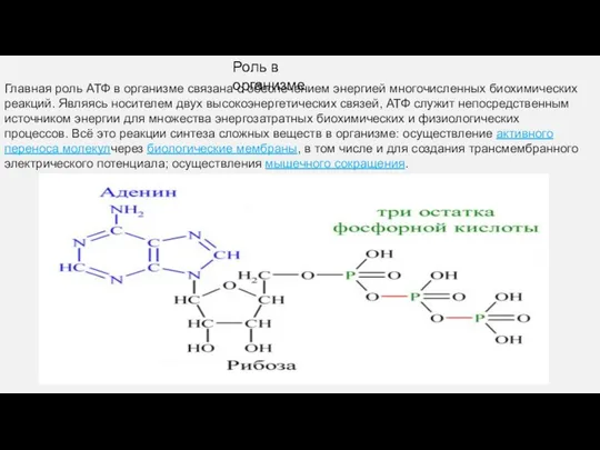 Роль в организме Главная роль АТФ в организме связана с обеспечением
