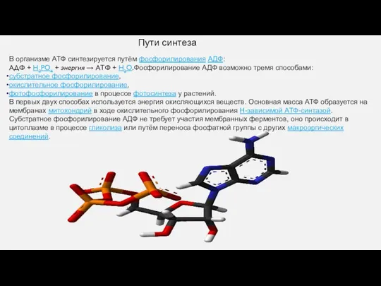 Пути синтеза В организме АТФ синтезируется путём фосфорилирования АДФ: АДФ +