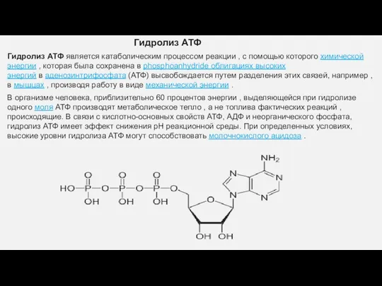 Гидролиз АТФ Гидролиз АТФ является катаболическим процессом реакции , с помощью