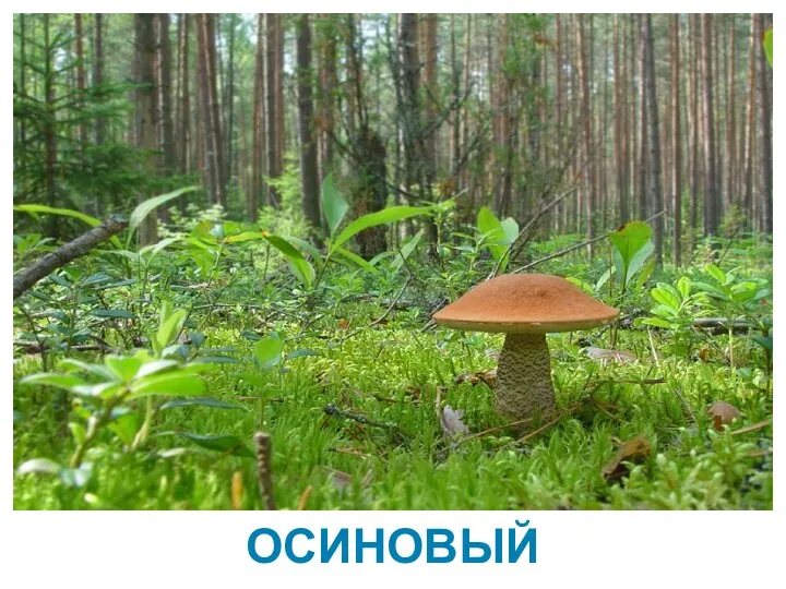 ОСИНОВЫЙ