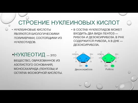 СТРОЕНИЕ НУКЛЕИНОВЫХ КИСЛОТ НУКЛЕИНОВЫЕ КИСЛОТЫ ЯВЛЯЮТСЯ БИОЛОГИЧЕСКИМИ ПОЛИМЕРАМИ, СОСТОЯЩИМИ ИЗ НУКЛЕОТИДОВ.