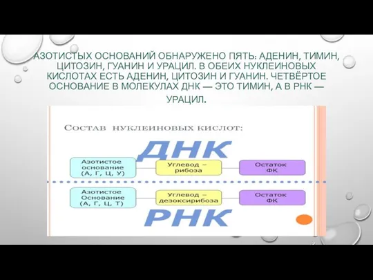 АЗОТИСТЫХ ОСНОВАНИЙ ОБНАРУЖЕНО ПЯТЬ: АДЕНИН, ТИМИН, ЦИТОЗИН, ГУАНИН И УРАЦИЛ. В