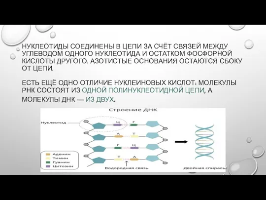 НУКЛЕОТИДЫ СОЕДИНЕНЫ В ЦЕПИ ЗА СЧЁТ СВЯЗЕЙ МЕЖДУ УГЛЕВОДОМ ОДНОГО НУКЛЕОТИДА