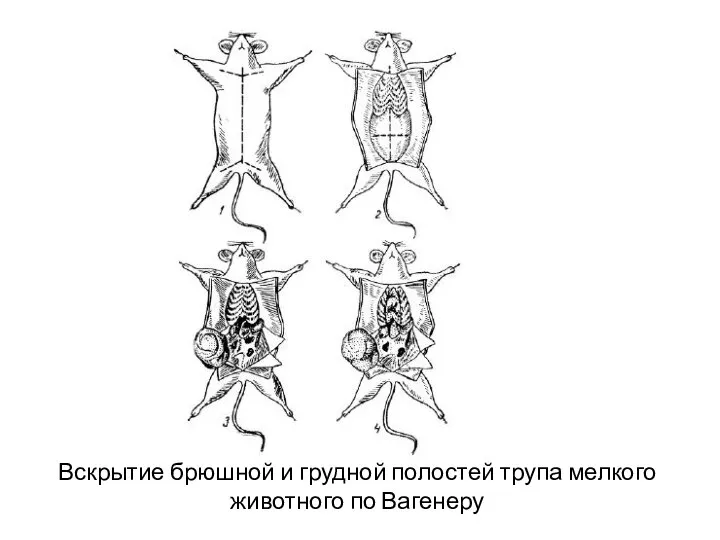 Вскрытие брюшной и грудной полостей трупа мелкого животного по Вагенеру