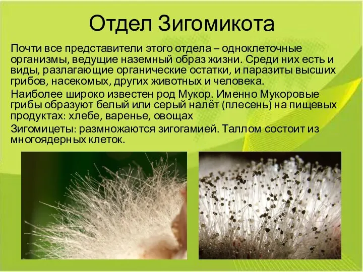 Отдел Зигомикота Почти все представители этого отдела – одноклеточные организмы, ведущие