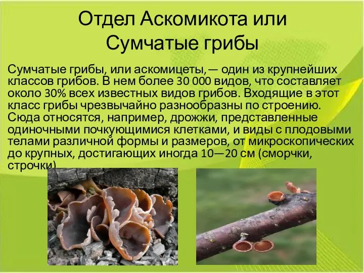 Отдел Аскомикота или Сумчатые грибы Сумчатые грибы, или аскомицеты,— один из