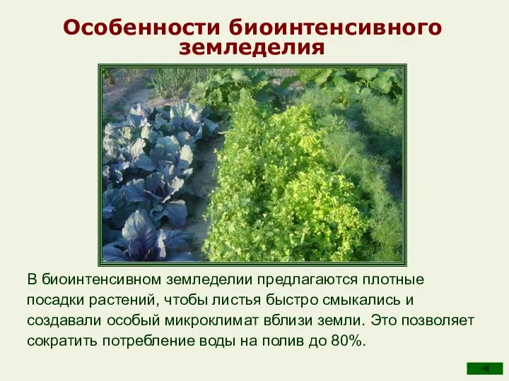 Особенности биоинтенсивного земледелия В биоинтенсивном земледелии предлагаются плотные посадки растений, чтобы