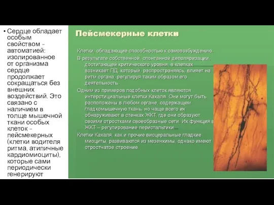 Сердце обладает особым свойством - автоматией: изолированное от организма сердце продолжает