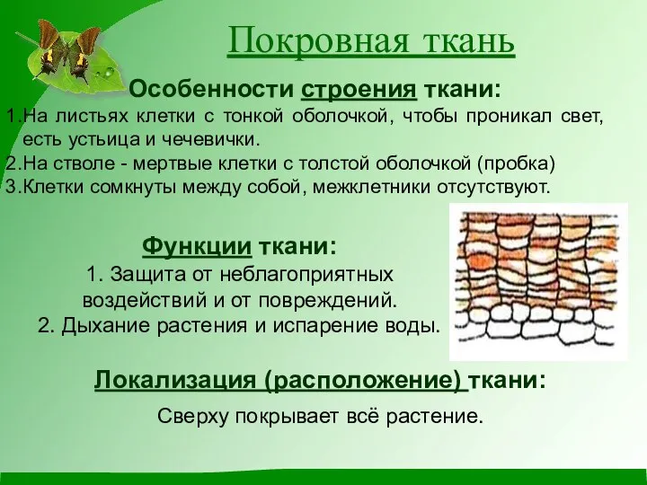 Покровная ткань Особенности строения ткани: На листьях клетки с тонкой оболочкой,