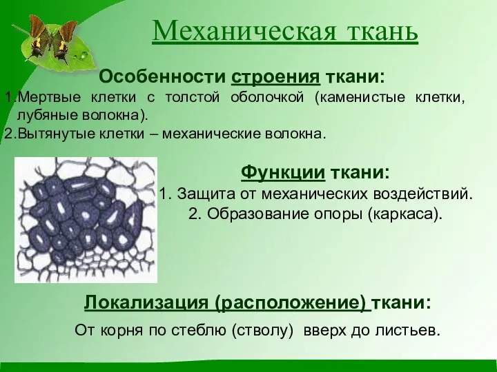 Механическая ткань Особенности строения ткани: Мертвые клетки с толстой оболочкой (каменистые