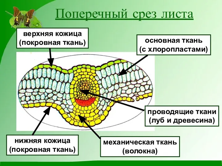 Поперечный срез листа нижняя кожица (покровная ткань) верхняя кожица (покровная ткань)