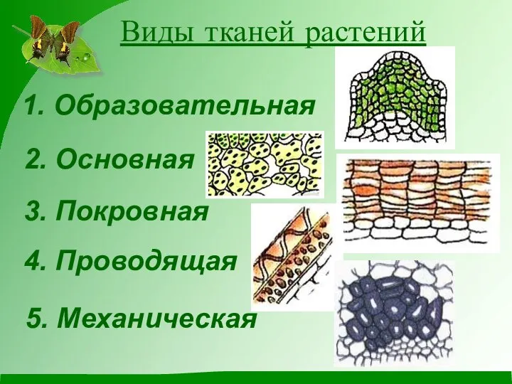 Виды тканей растений 3. Покровная 5. Механическая 4. Проводящая 2. Основная 1. Образовательная