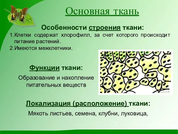 Основная ткань Особенности строения ткани: Клетки содержат хлорофилл, за счет которого