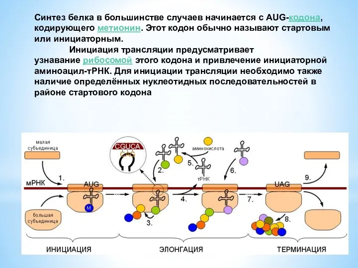 Синтез белка в большинстве случаев начинается с AUG-кодона, кодирующего метионин. Этот