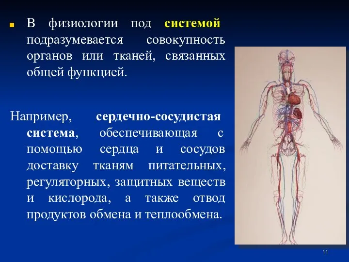 В физиологии под системой подразумевается совокупность органов или тканей, связанных общей