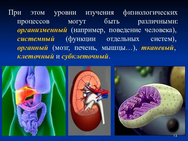 При этом уровни изучения физиологических процессов могут быть различными: организменный (например,