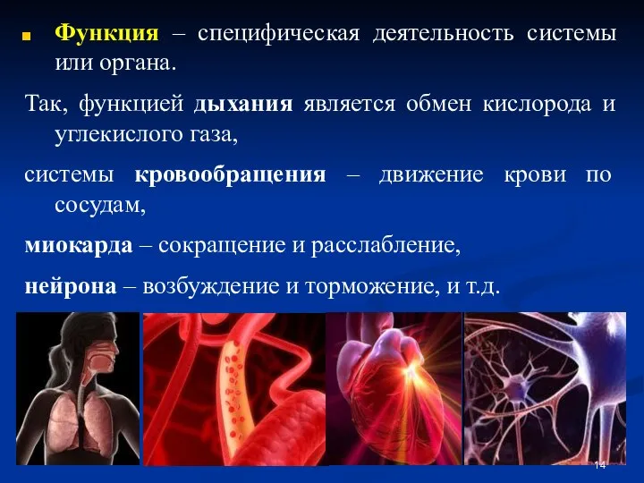 Функция – специфическая деятельность системы или органа. Так, функцией дыхания является