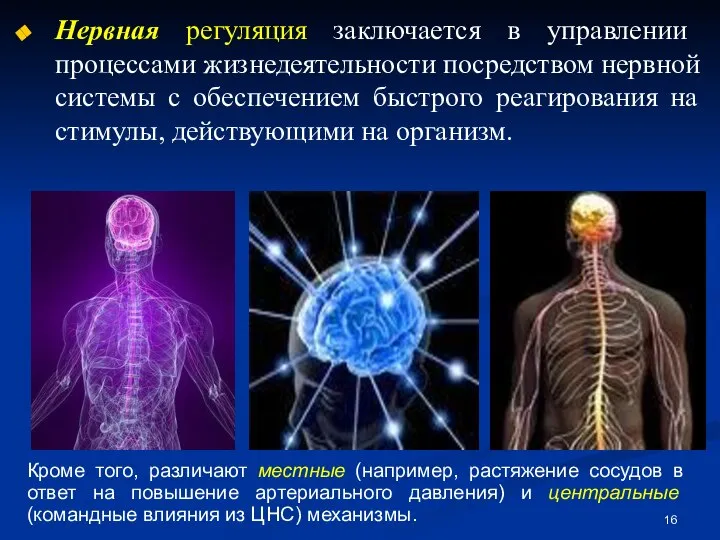 Нервная регуляция заключается в управлении процессами жизнедеятельности посредством нервной системы с