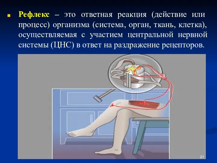 Рефлекс – это ответная реакция (действие или процесс) организма (система, орган,