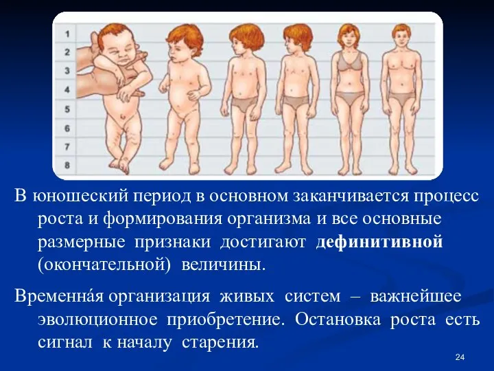 В юношеский период в основном заканчивается процесс роста и формирования организма