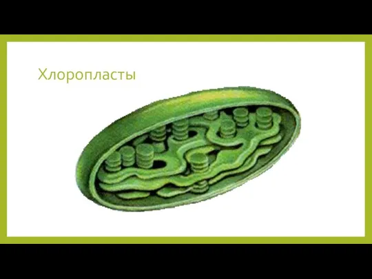 Хлоропласты