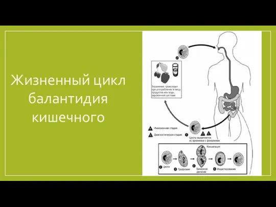 Жизненный цикл балантидия кишечного