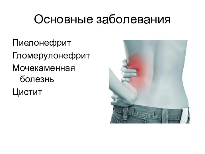 Основные заболевания Пиелонефрит Гломерулонефрит Мочекаменная болезнь Цистит